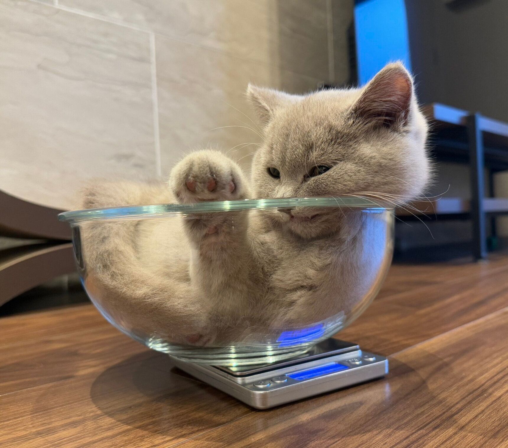 ボウルに入るもめんくん