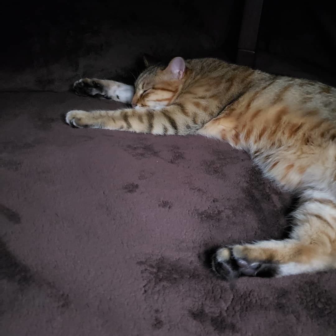 キジトラのレオくん