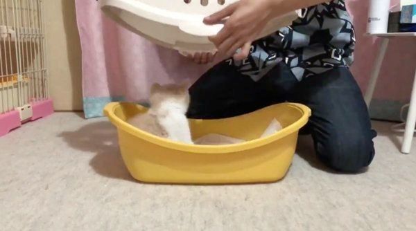 家に来た日のてんぷらちゃん