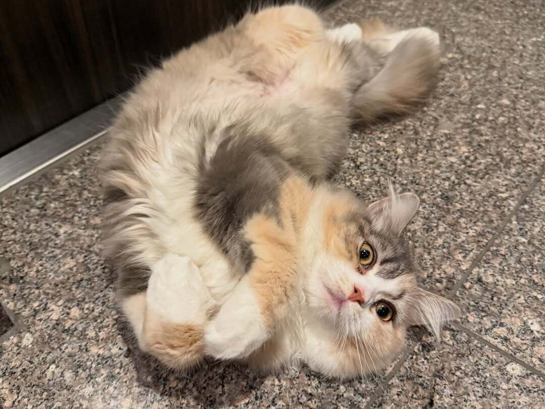 玄関でゴロンとするにゃーちゃん