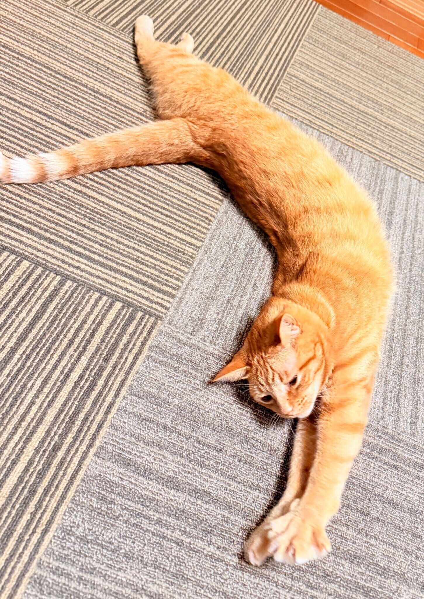 体を反らせている猫