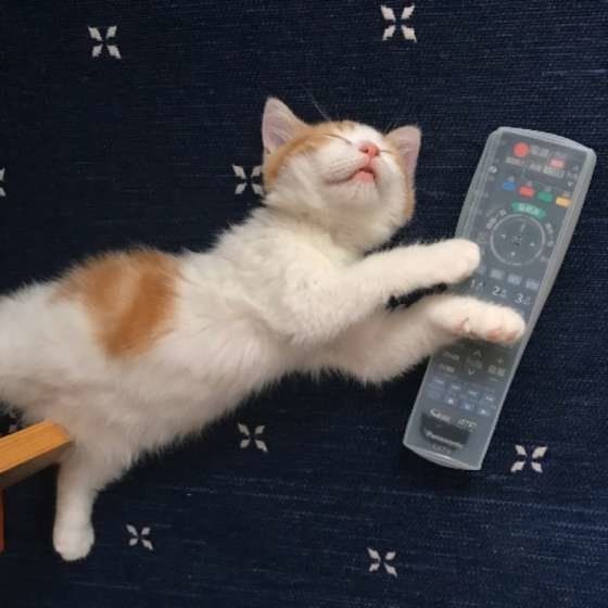 どこでも眠っちゃう猫（マンチカン、オス）