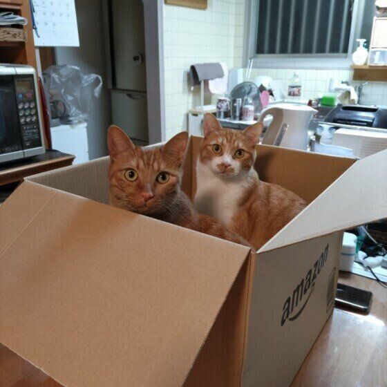 段ボール箱に入る猫