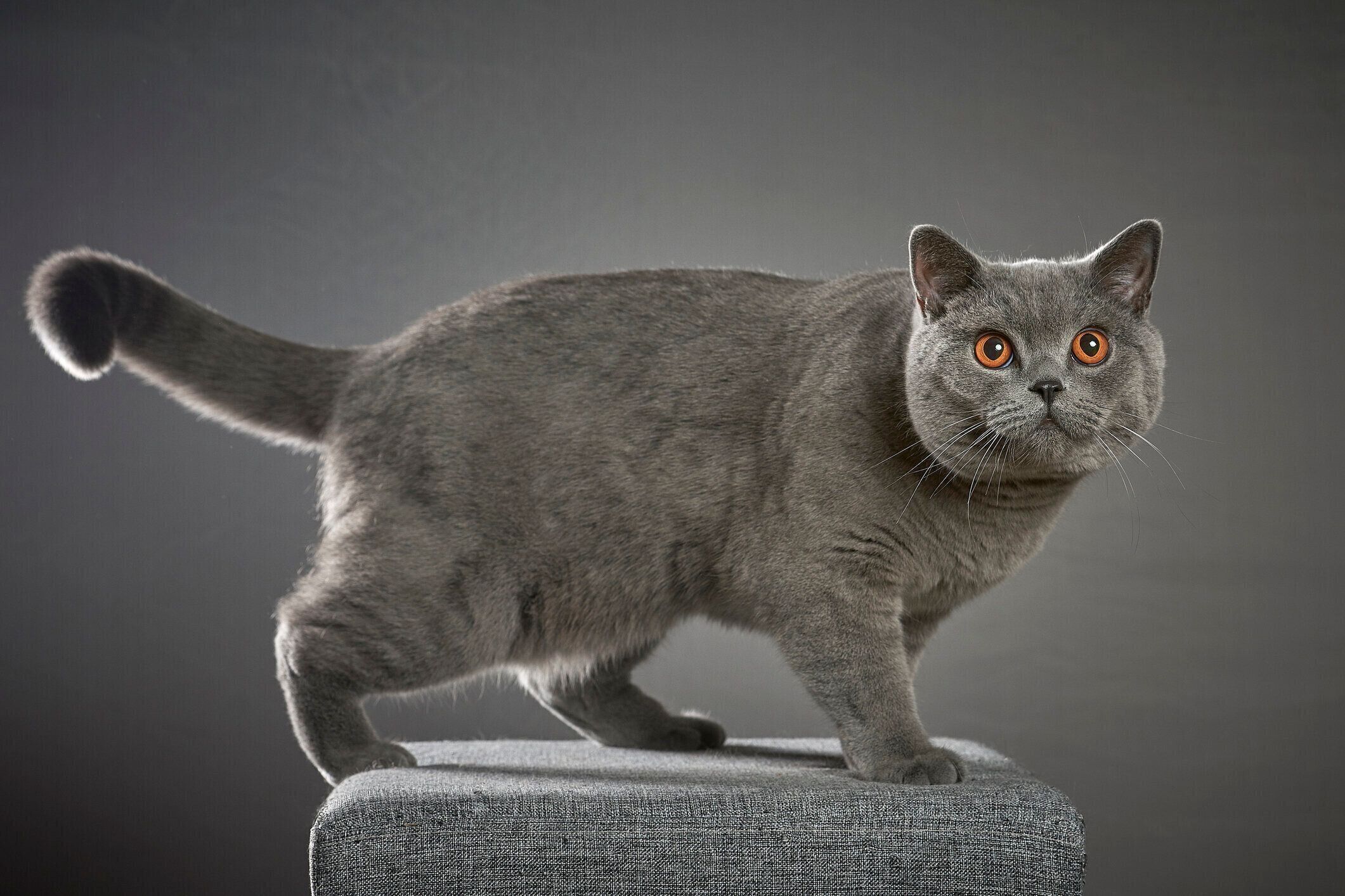 ブリティッシュショートヘア