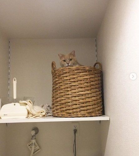 洗濯かごから顔を出す猫