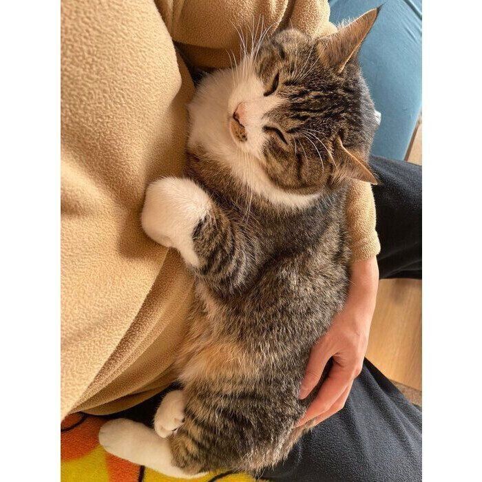 飼い主さんの膝の上に無理やり乗ってきたちいまくん