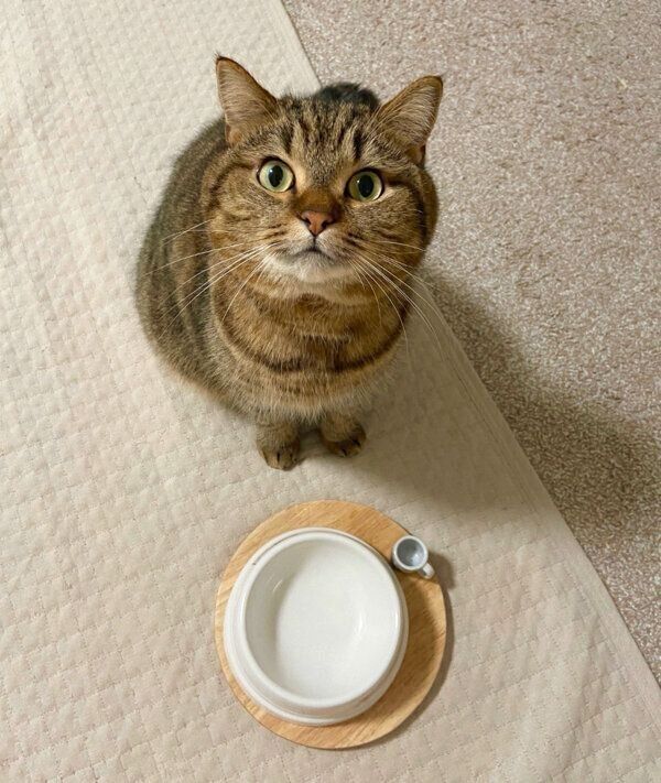 見つめるどんぐりくん