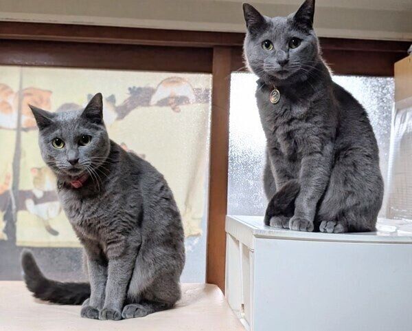 同じ顔で見つめるカイくんとグリくん