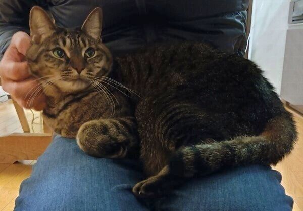 膝の上でまったりするコイモちゃん