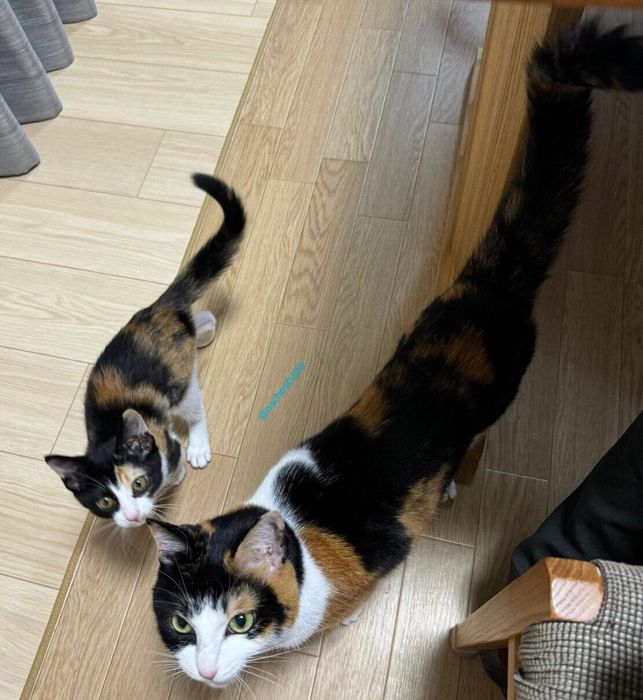 スイちゃん、先住猫・なっちゃん
