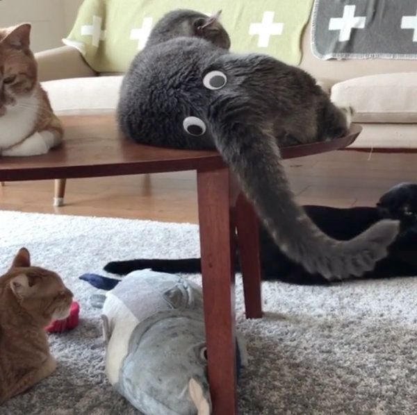 アメリカンカールの一球ちゃん