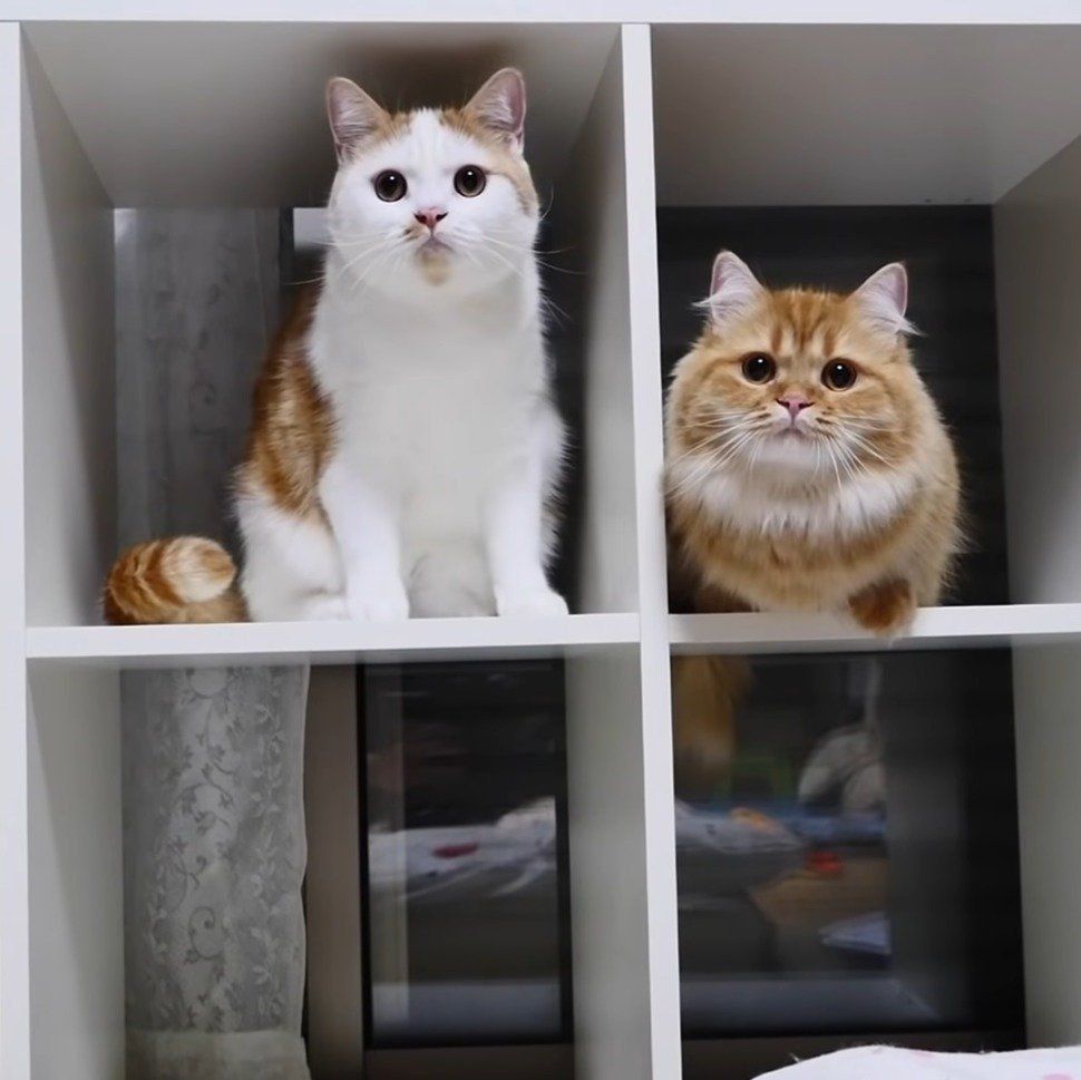 まんまるお目めのマンチカンたち