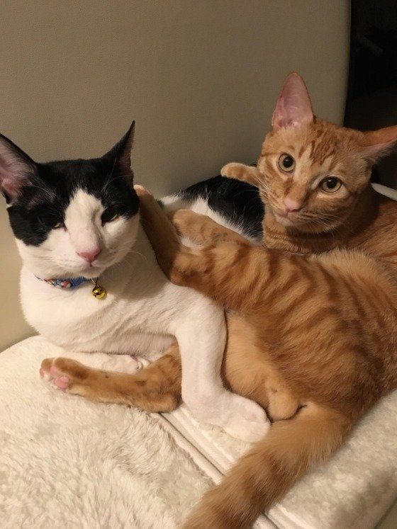 ケンカ中！MIX黒×白のやっくんもっくんふっくんとミイとケイ