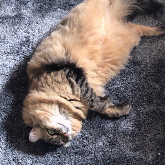 ゴロンと横になるアメリカンカール