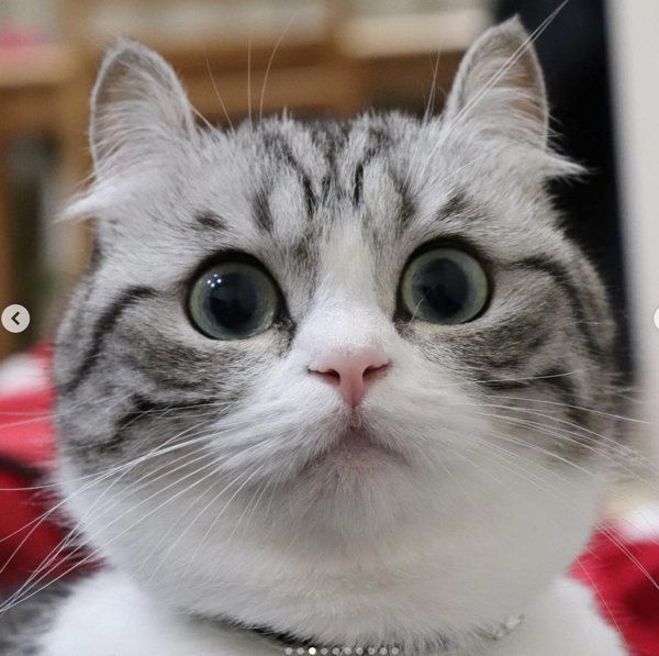 マンチカンのこまるちゃん