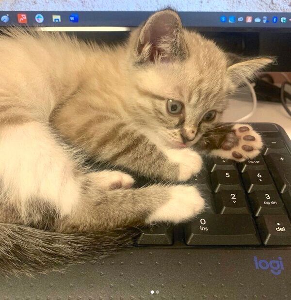 キーボードの上でまったりするネルちゃん