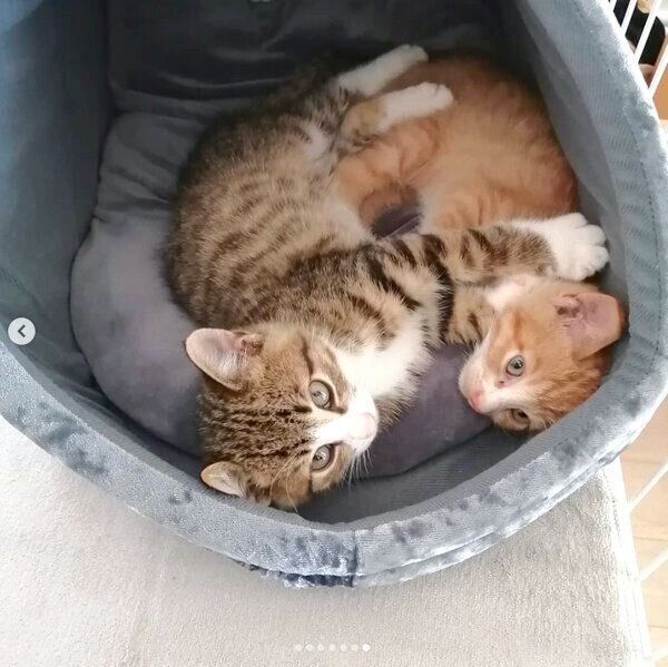 まったりするあんこちゃん、きなこちゃん