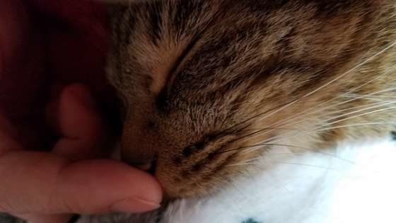 鼻ツンツン、MIXキジトラのにゃん太