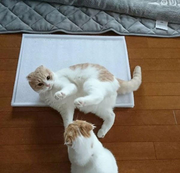 ケンカするスコティッシュフォールド