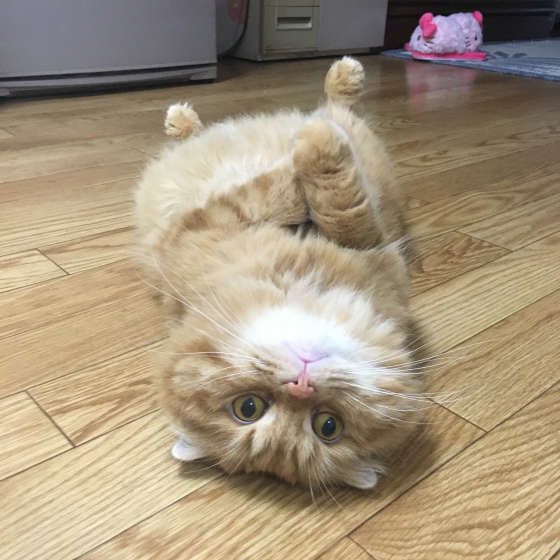 ひっくり返るスコティッシュフォールド・ロングヘア