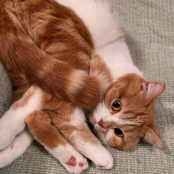 スコティッシュフォールドの凪ちゃん