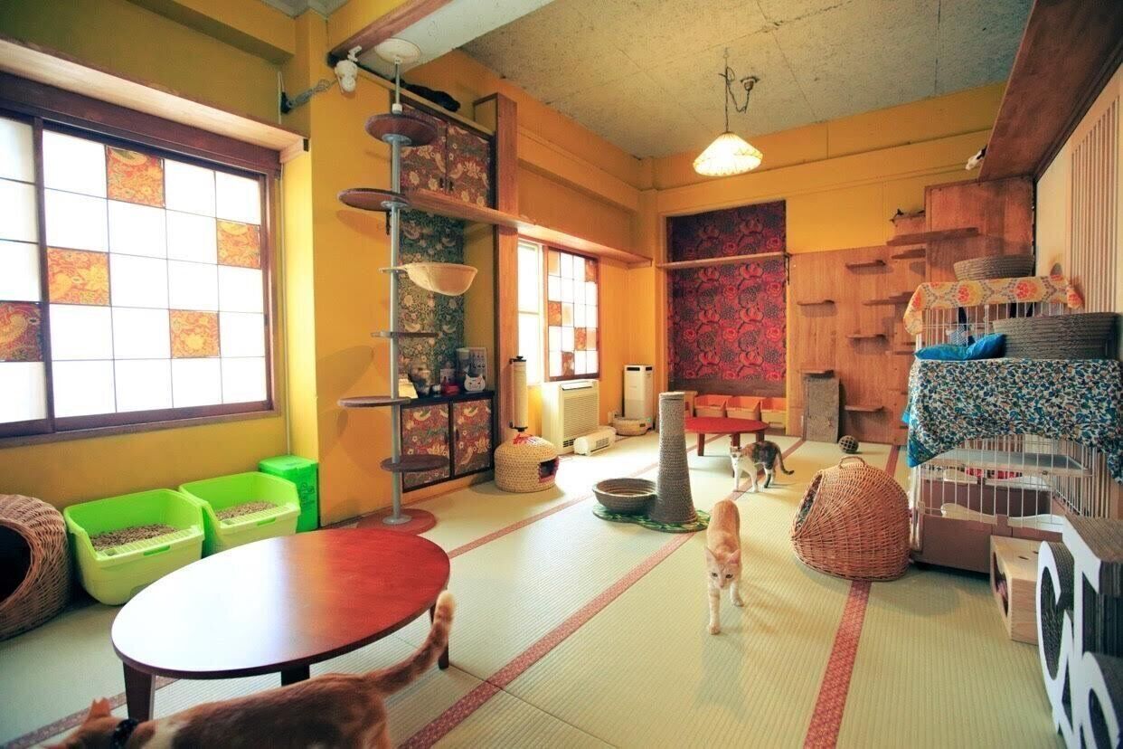 大きな和室で猫とゆったり過ごすことができます