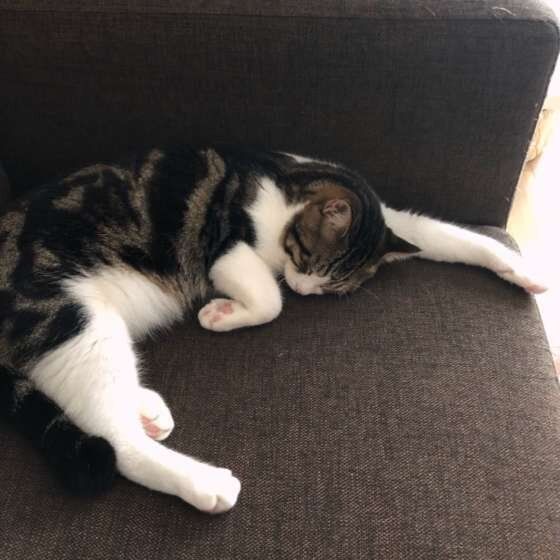 雷太　茶白　力尽き