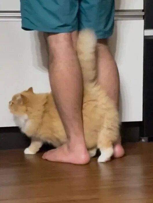 パパの足の間を通っておねだり中のぽくん