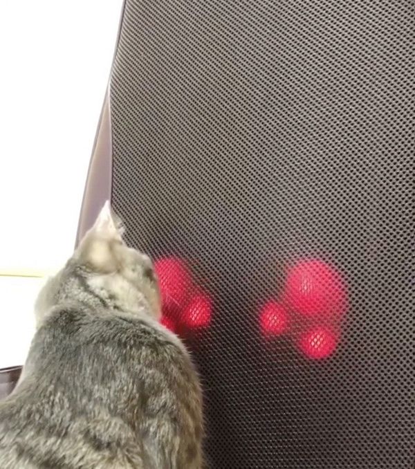 マッサージ機が気になる猫