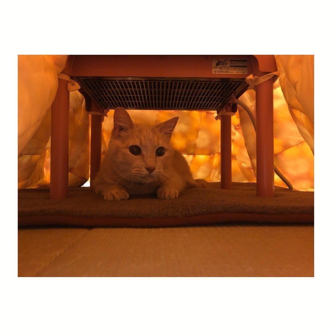 こたつの中の猫