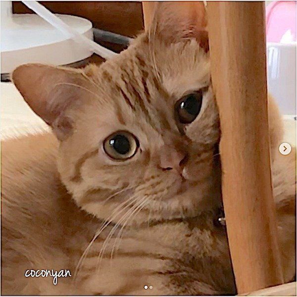 マンチカンのココちゃん