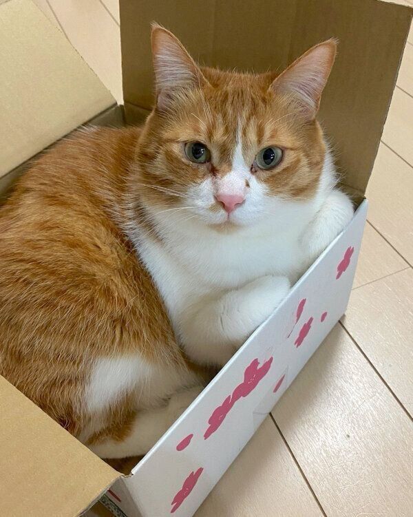 見つめるむぎくん