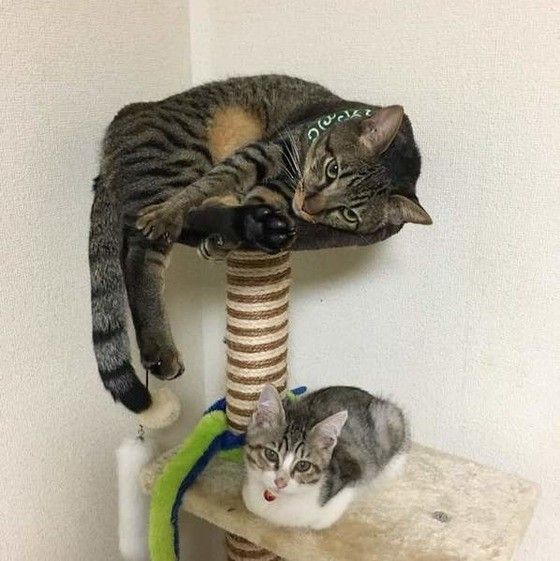 キャットタワーに登った