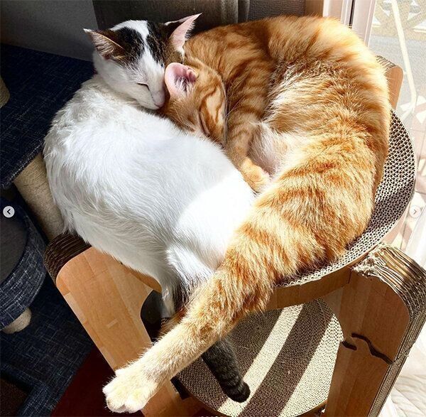 猫団子になる猫