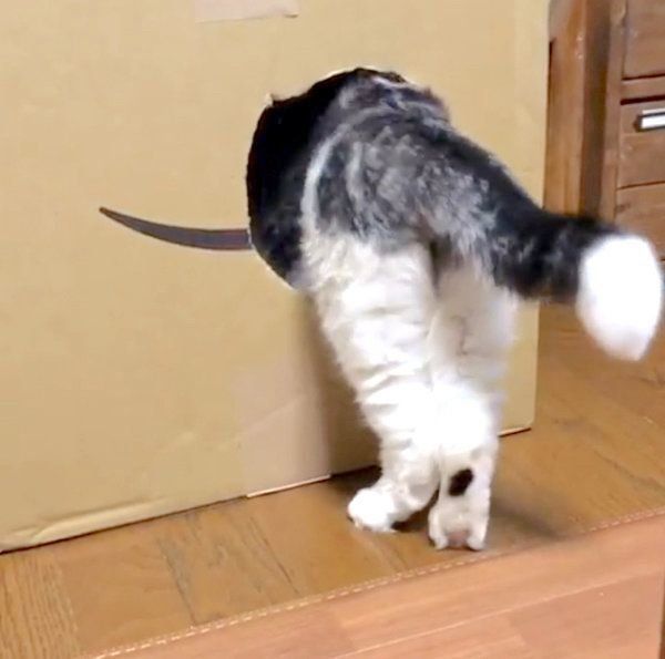 なかなか穴に入れないスコティッシュフォールド