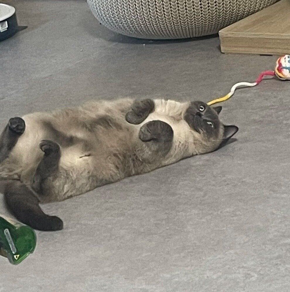 ぼーっとするこまちちゃん