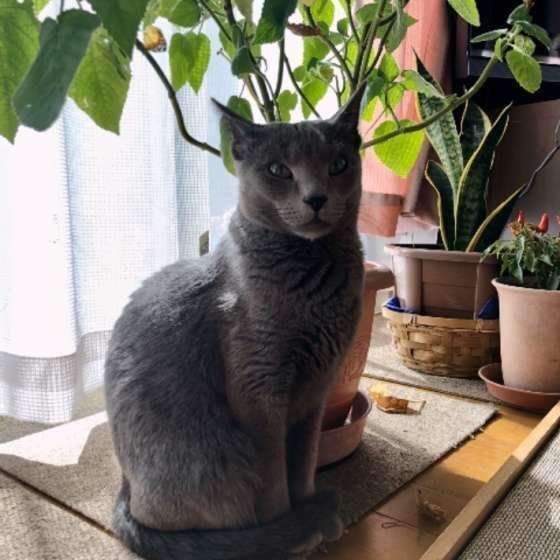 ロシアンブルーのジュリアちゃん