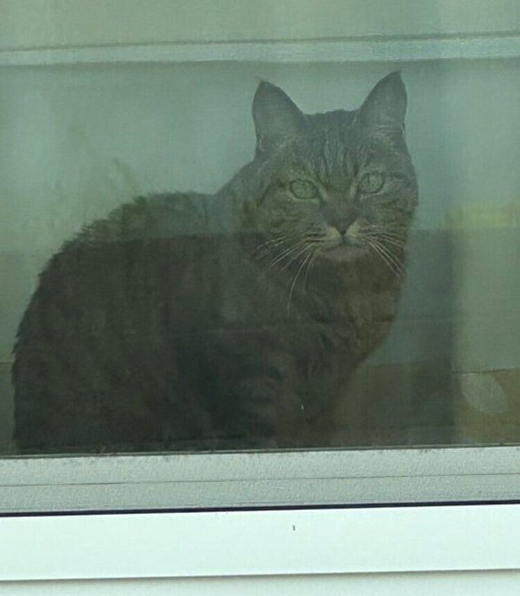 窓越しにお見送りをするにこちゃん