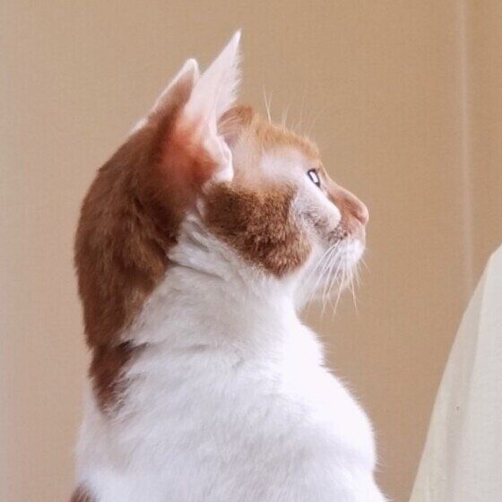 きなこ  MIX　茶×白　窓の外の世界に全集中