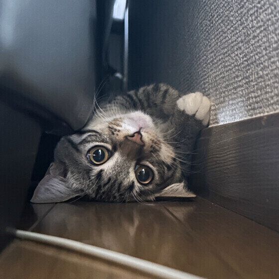 MIXキジトラのよもぎちゃん