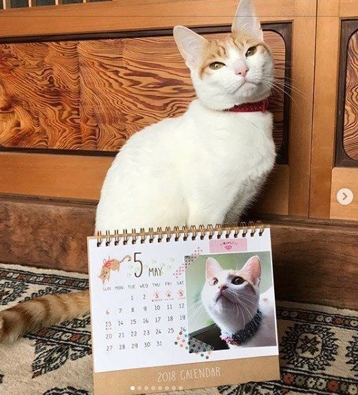 赤い首輪の白と茶色の猫とカレンダー