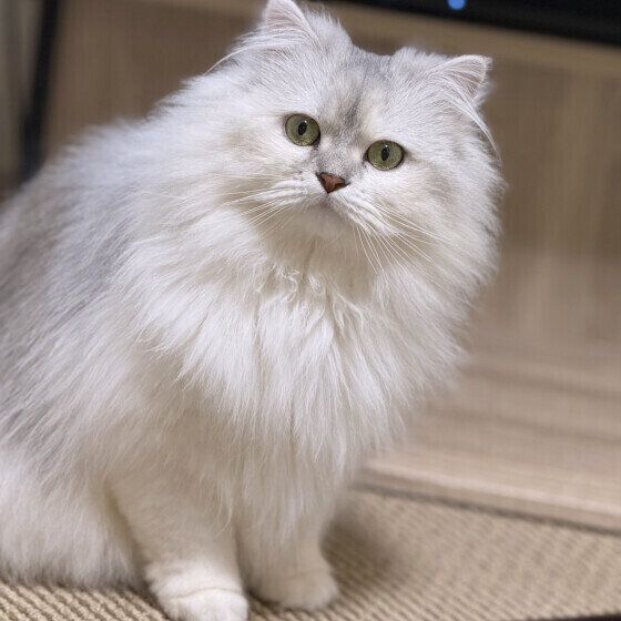 ラガマフィンのここちゃん