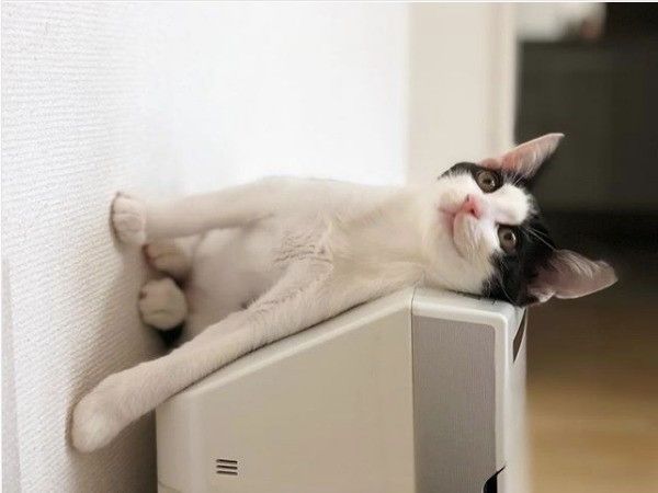 新たな寝床でくつろぐニャンコ