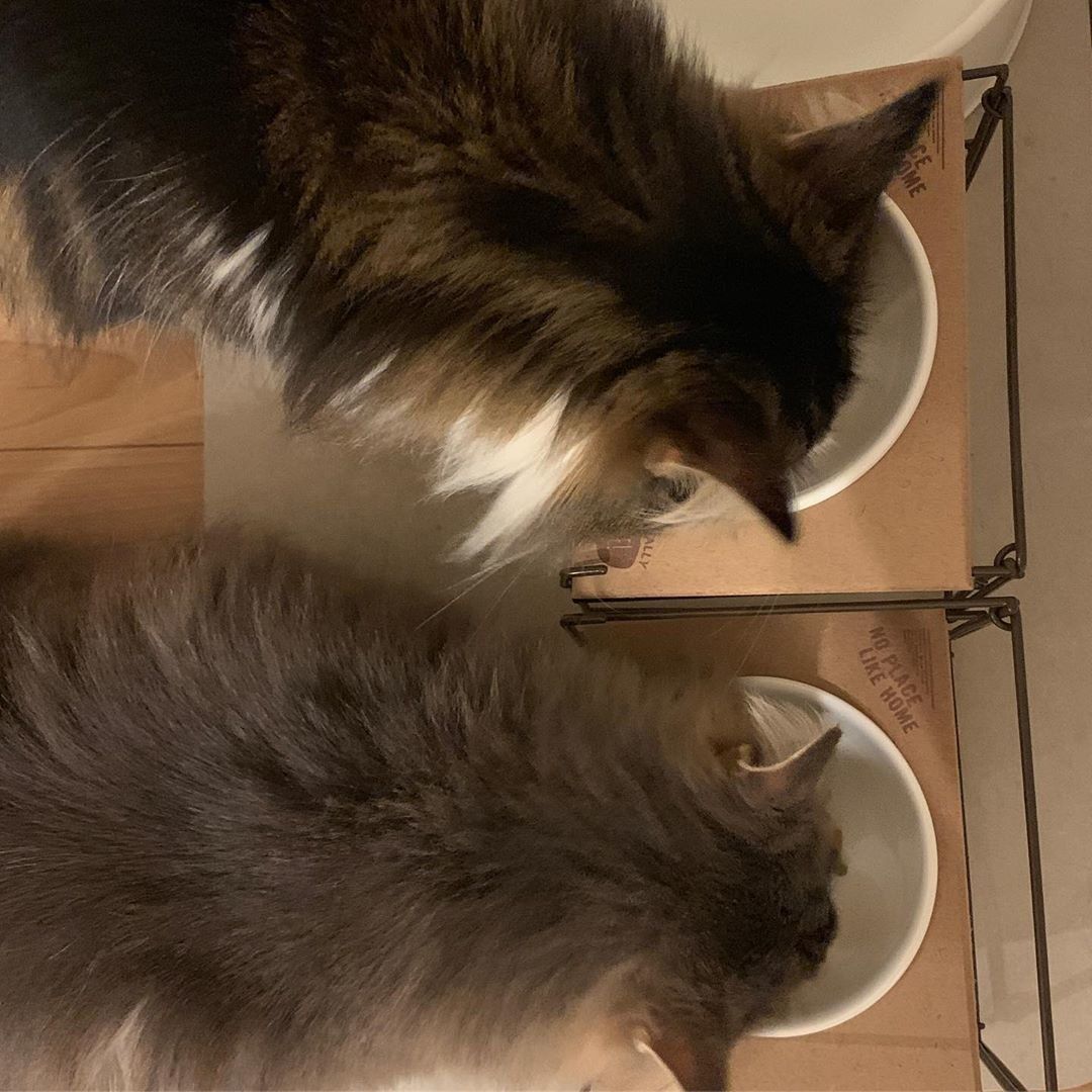 仲良くご飯タイム！