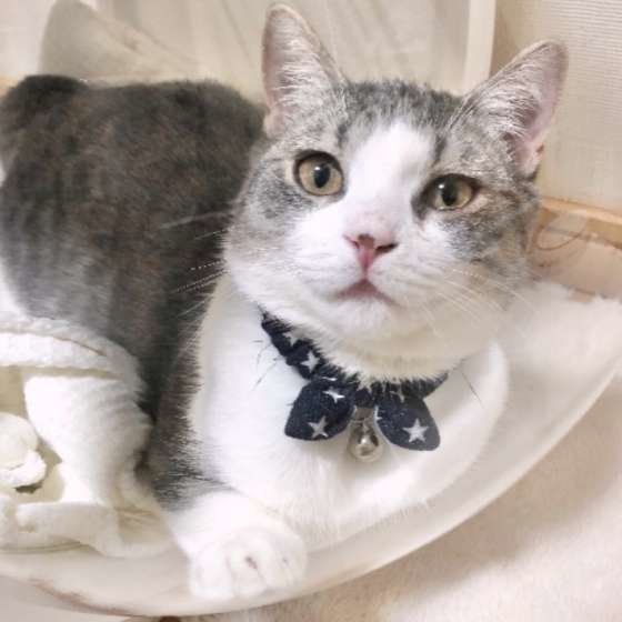 鈴をつけたマンチカン