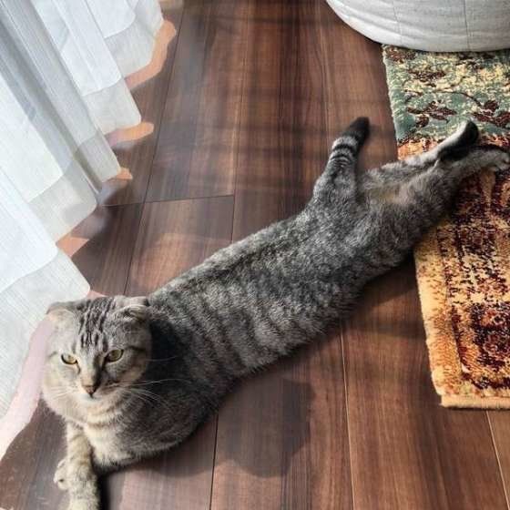 伸びた姿勢で起きている猫（スコティッシュフォールド）