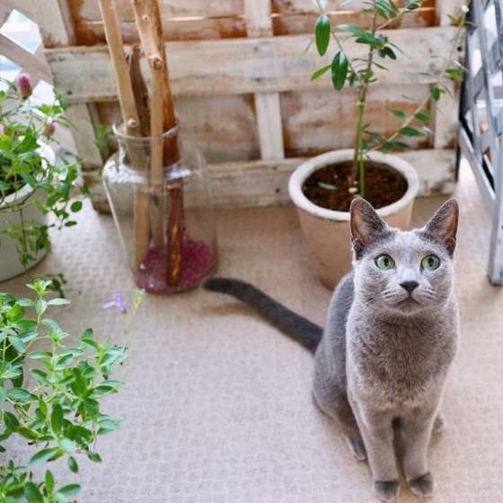 シェンランちゃん　ロシアンブルー