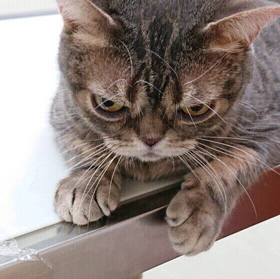 病院に来たアメリカンショートヘア