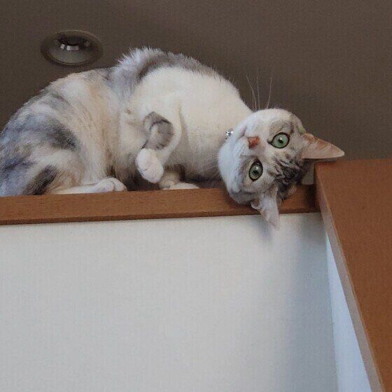 サバトラ猫のココちゃん