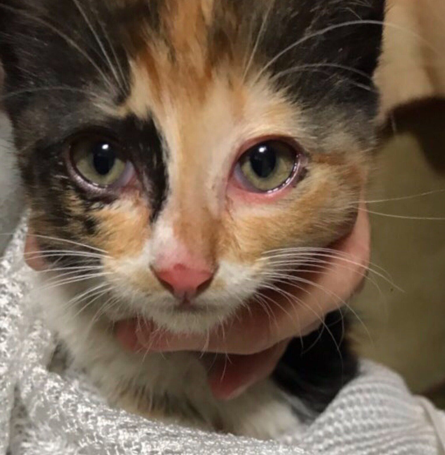 保護当時の栗ちゃん